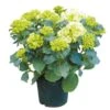 Tuinhortensia, In 23cm-pot -Exporteren Tuin Helper Winkel tuinhortensia in 23cm pot 1000x1000 6297754c271ec l