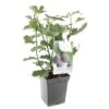 Vijgenboom (Ficus Carica Brown Turkey), In Pot -Exporteren Tuin Helper Winkel vijg ficus carica brown turkey 1500x1500 623c76aa6c05a l