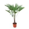 Winterharde Palm 150cm Hoog, In 35cm-pot -Exporteren Tuin Helper Winkel winterharde palm 150cm hoog in 35cm pot 1000x1000 6255853d235f6 l