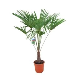 Winterharde Palm 150cm Hoog, In 35cm-pot