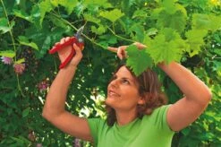 WOLF-Garten Aambeeld Snoeischaar Comfort Plus RS2500 -Exporteren Tuin Helper Winkel wolf garten aambeeld snoeischaar comfort plus rs2500 1619177787 1 l