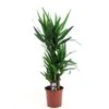 Yucca Elephantipes, In 21cm-pot 100cm Hoog -Exporteren Tuin Helper Winkel yucca elephantipes 100cm hoog in 21cm pot 1610309995 l