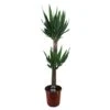 Yucca Elephantipes, In 24cm-pot 140cm Hoog
