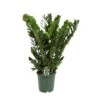 Zamioculcas, In 21cm-pot 80cm Hoog -Exporteren Tuin Helper Winkel zamioculcas in 21cm pot 80cm hoog 1536x1536 633d2ca204fd7 l