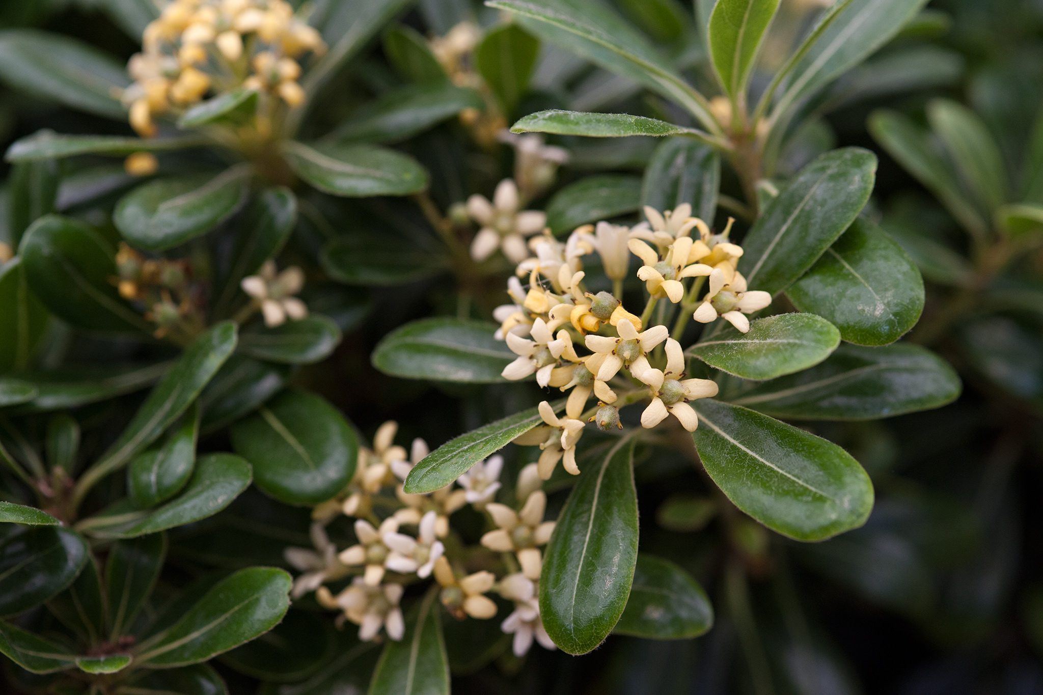 Exporteren Tuin Helper Winkel -Exporteren Tuin Helper Winkel 2048x1365 Best plants for an evergreen hedge LI3878405 c99d55e
